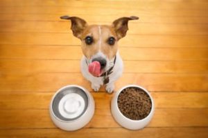 vitaminas para perros caseras