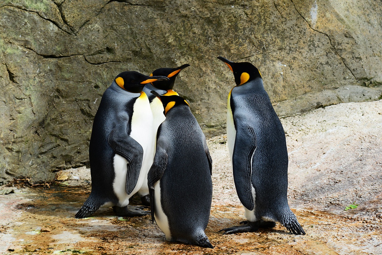 puffin vs penguin