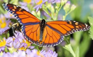 que comen las mariposas monarcas y donde viven